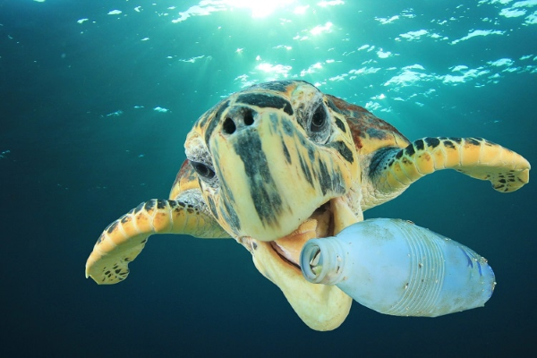 Các loài sinh vật biển lầm tưởng chai nhựa là thức ăn và nuốt phải chúng.
