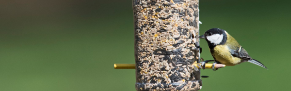 Hộp đựng thức ăn cho chim tái chế từ chai nhựa