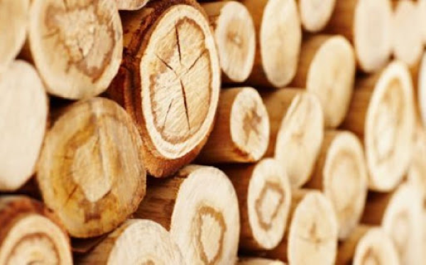 Gỗ thông là một trong số những loại gỗ phổ biến được sử dụng làm nguyên liệu để sản xuất giấy